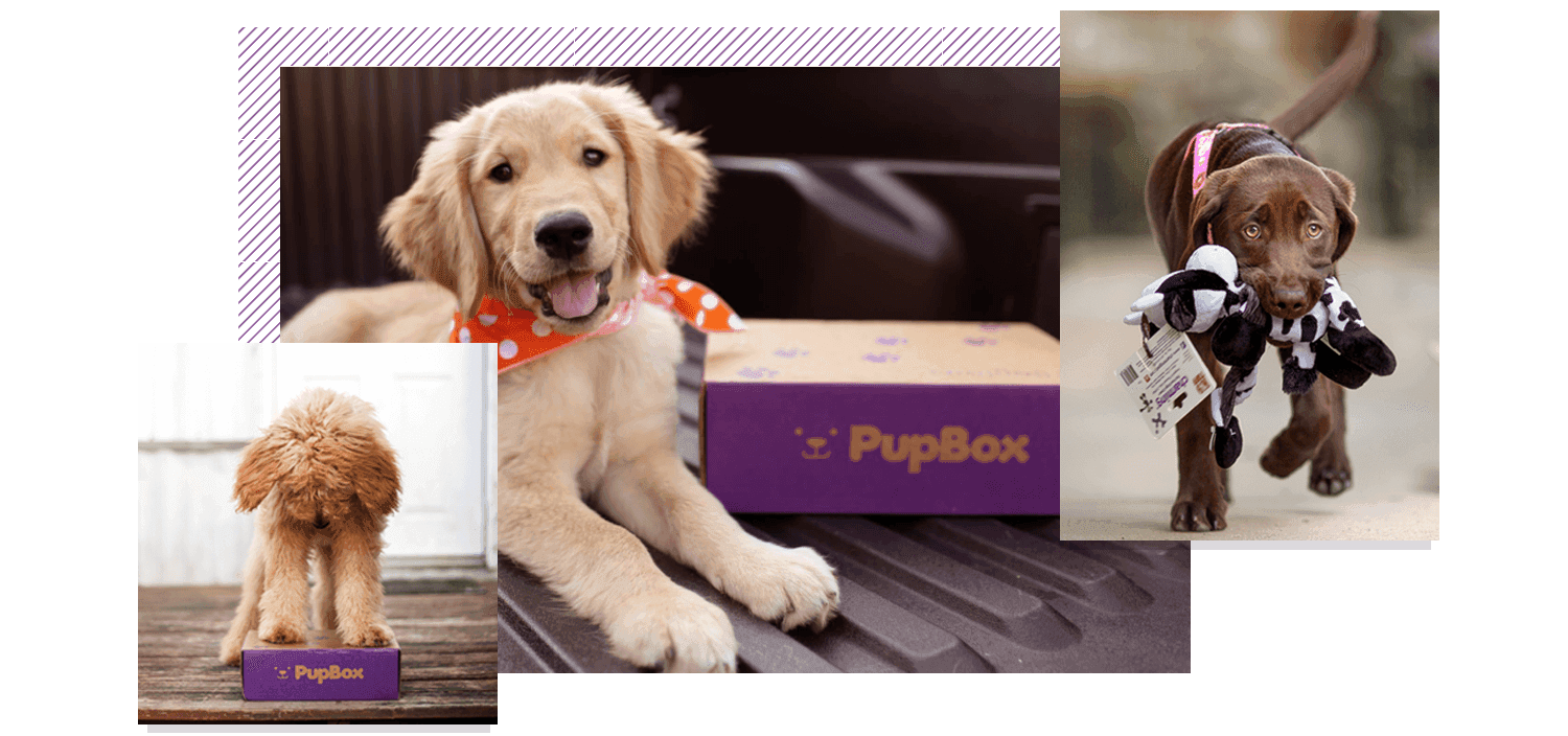 Various dogs with their PupBox