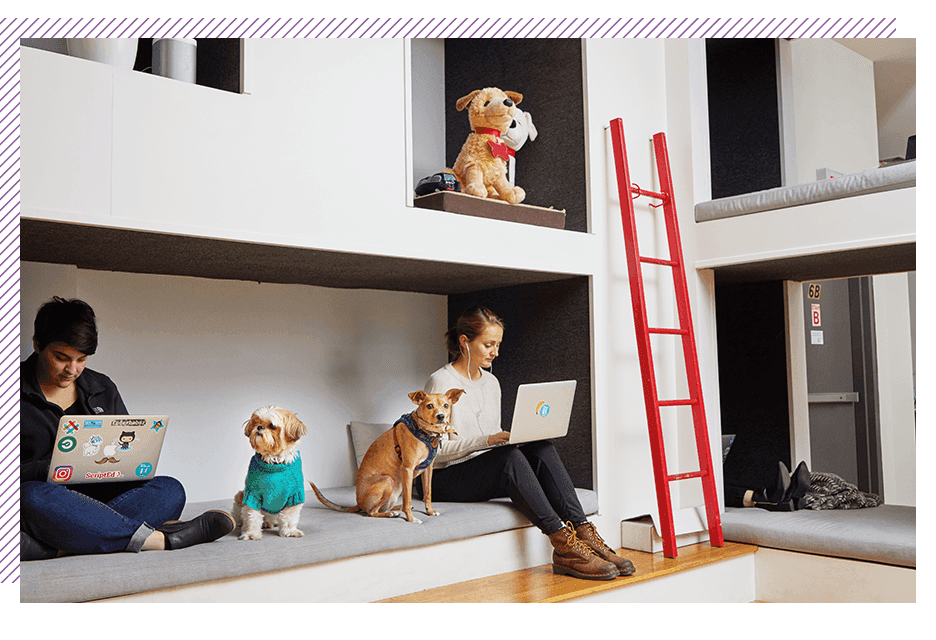 Work companion dogs