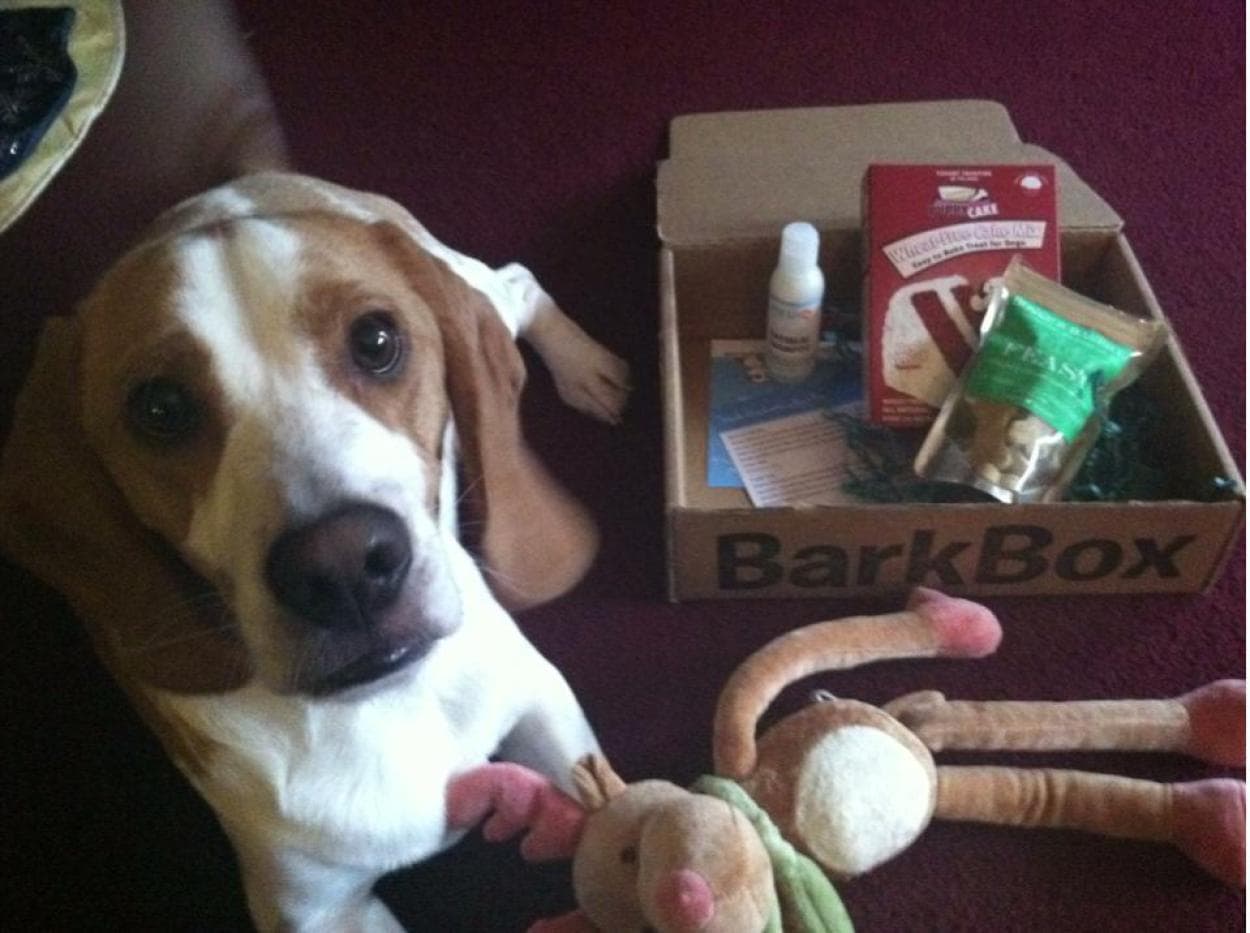 Beagle enjoying a BarkBox