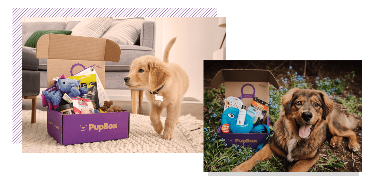 Dogs with their PupBox open